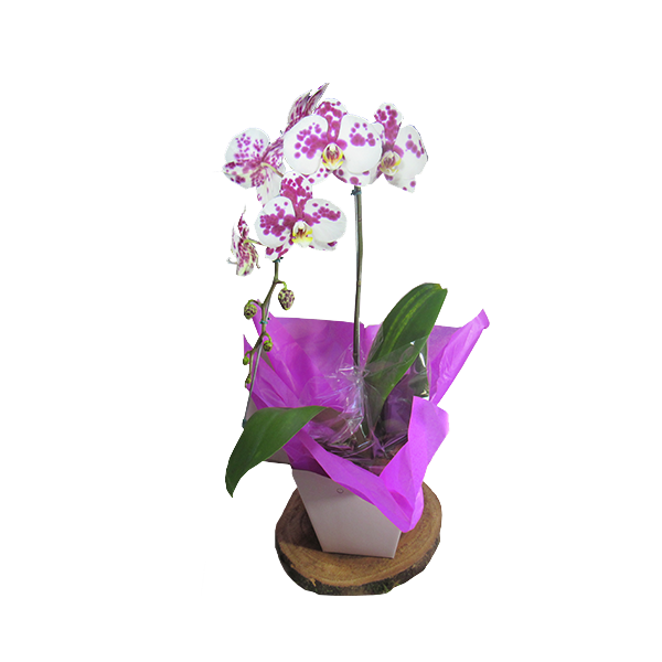 Orquídea Cores Variadas